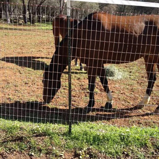 Horse behind wire mesh fence