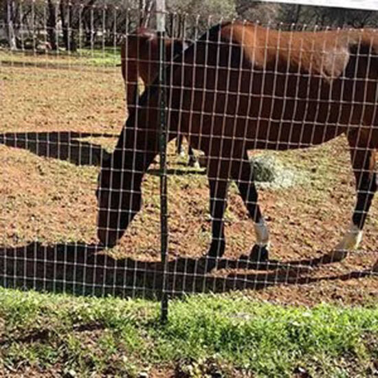 Horse behind wire mesh fence