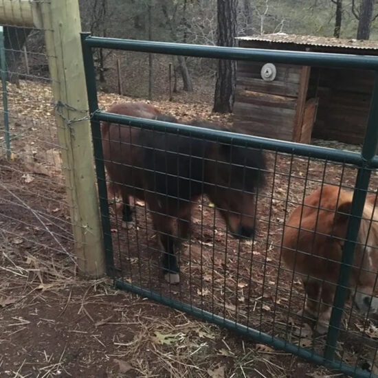 Farm gate fencing for horses