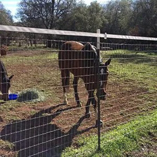 Horse behind wire fence installation